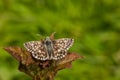 Tiny Grizzled Skipper butterfly, Pyrgus malvae, with wings open Royalty Free Stock Photo