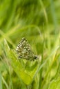 Grizzled Skipper butterfly, Pyrgus malvae, resting on a clover leaf