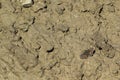 Grizzled skipper on muddy soil