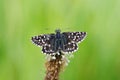 Grizzled skipper Royalty Free Stock Photo