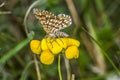 Grizzled skipper (Pyrgus malvae) Royalty Free Stock Photo