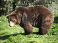 Grizzley bear Royalty Free Stock Photo