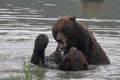 Grizzlies fighting in the water