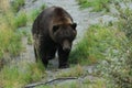 Grizzly AKA Brown Bear in Alaska Royalty Free Stock Photo