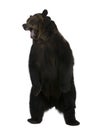Grizzly Bear, 10 Years Old, Standing