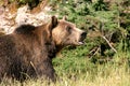 Grizzly Bear Royalty Free Stock Photo