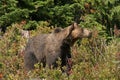 Grizzly Bear Royalty Free Stock Photo