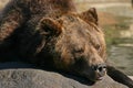Grizzly bear Royalty Free Stock Photo