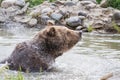 Grizzly bear Royalty Free Stock Photo