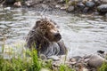 Grizzly bear Royalty Free Stock Photo