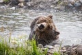 Grizzly bear Royalty Free Stock Photo