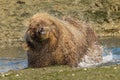 Grizzly Bear Royalty Free Stock Photo