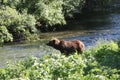 Grizzly Bear, Alaska Royalty Free Stock Photo