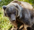 Grizzly Bear in Alaska Royalty Free Stock Photo