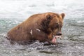 Grizzly bear in Alaska Katmai National Park