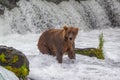 Grizzly bear in Alaska Katmai National Park