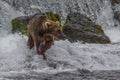 Grizzly bear in Alaska Katmai National Park hunts salmons Ursus arctos horribilis