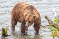 Grizzly bear in Alaska Katmai National Park