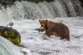 Grizzly bear in Alaska Katmai National Park