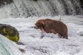 Grizzly bear in Alaska Katmai National Park