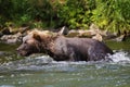 Grizzly Bear in Alaska River Royalty Free Stock Photo