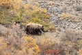 Grizzly Bear on the Alaska Tundra in Autumn