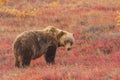 Grizzly Bear on the Alaska Tundra in Autumn