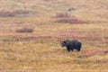 Grizzly Bear on the Alaska Tundra in Fall