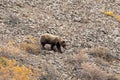 Grizzly Bear on the Alaska Tundra in Fall