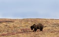 Grizzly Bear on the Alaska Tundra