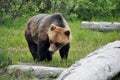 Grizzly bear, Alaska Royalty Free Stock Photo