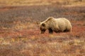 Grizzly bear in Alaskan tundra in Denali national park