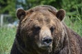 The grizzly bear also known as the silvertip bear, the grizzly, or the North American brown bear, Royalty Free Stock Photo