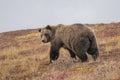 Grizzly Bear in Denali National Park Alaska in Autumn Royalty Free Stock Photo