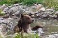Grizzly Bear Bath