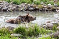 Grizzly Bear Bath Splash Royalty Free Stock Photo