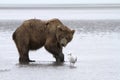 Brown Coastal Bear Staring at a Gull on the Beach