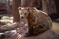 Grizzly bear in Bearizona Wildlife Park, Williams, Arizona, USA. Royalty Free Stock Photo