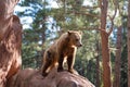 Grizzly bear in Bearizona Wildlife Park, Williams, Arizona, USA. Royalty Free Stock Photo