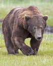 Grizzly brown bear male face claws paw approaching