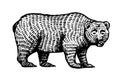 Grizzly bear. Brown wild animal. Side view. Hand drawn engraved old sketch for T-shirt, tattoo or label or poster