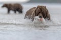 A grizzly bear carrying a big salomon, during low tide, in Katmai. Royalty Free Stock Photo