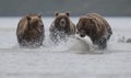 A grizzly bear carrying a Salomon, pursued by two grizzly bears, in Katmai.