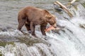 Grizzly bear catches salmon at Brooks Falls in Katmai, AK Royalty Free Stock Photo