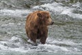 A grizzly bear catches salmon in the shallow waters at the base of a waterfall. Brook Falls, Alaska. Royalty Free Stock Photo