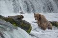 A Grizzly bear catches the salmons at Brook Falls Royalty Free Stock Photo