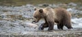 Grizzly bear catching leaping salmon in mid air while feasting on fresh catch in the wild