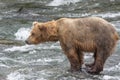 A Grizzly bear catching salmon - Brook Falls - Alaska Royalty Free Stock Photo