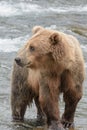 A Grizzly bear catching salmon - Brook Falls - Katmai National Park - Alaska Royalty Free Stock Photo