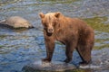 Grizzly bear climbs on a rock in Katmai, AK Royalty Free Stock Photo